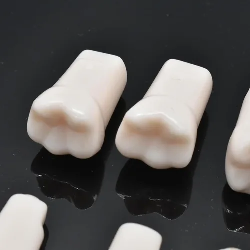 Vista 2 de 32 piezas de dientes extraíbles para dientes Typodont modelo compatible con Kilgore Nissin para enseñanza, estudio