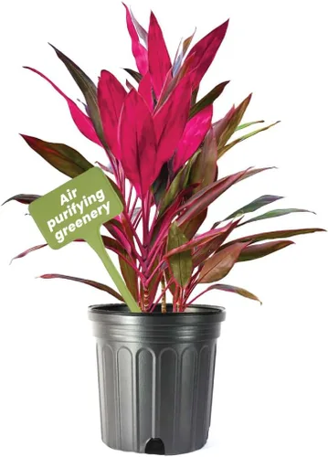 Vista 8 de American Plant Exchange Dracaena 'Colorama' - Maceta de 6 pulgadas - Planta de interior colorida viva con follaje a rayas rosas y verdes, planta
