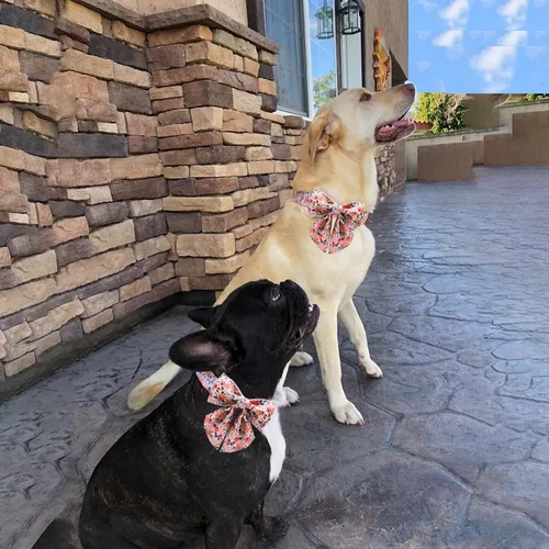 Vista 44 de Unique style paws - Collar para perros con corbatín, collar ajustable para perros y gatos, pequeño, mediano y grande
