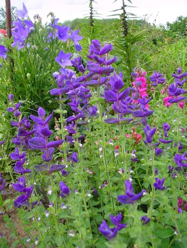 Vista 3 de Clary Sage Blue Monday 500 Seeds (Salvia horminum) Heirloom - Open Pollinated