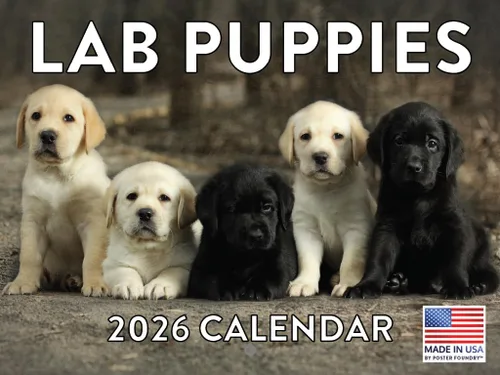 Vista 50 de Calendario mensual de pared Airedale Terrier Dog 2027 rojo (Airedale Terrier)