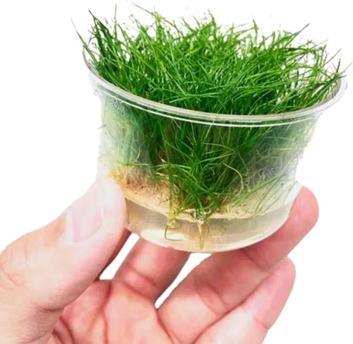 Vista 2 de Enano Hairgrass Eleocharis Sp 1 Mini Taza de Cultura de Tejido de Agua Dulce Acuario Vivo, Plantas Decoración BUY2GET1FREE
