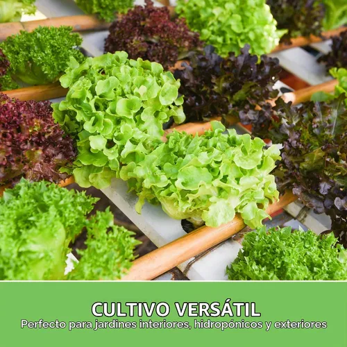 Vista 6 de Semillas de lechuga para plantar Colección de 10 lechugas tradicionales