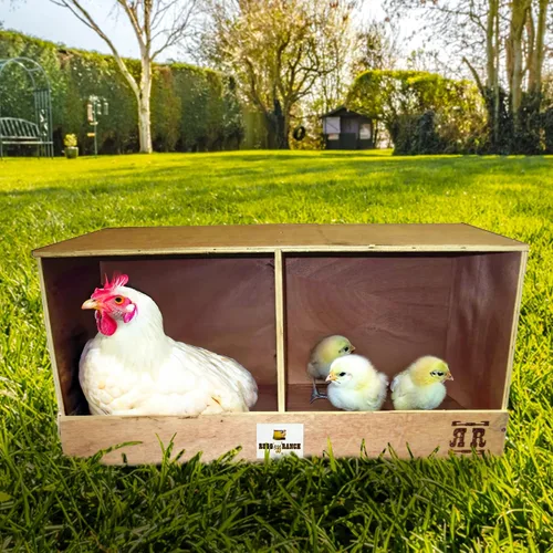 Vista 3 de Rugged Ranch Cubículo dúplex de 24 x 12 x 12 pulgadas con doble compartimento para gallinas de 2 a 4 gallinas, accesorio de madera