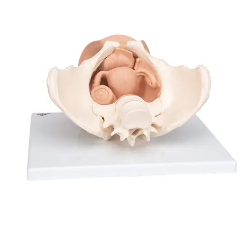 Vista 4 de 3B Scientific L31 3 Parte hembra Pelvis Esqueleto con modelo de los Órganos genitales, 13" x 10.2" x 7.1