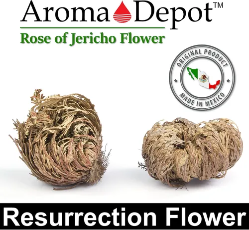 Vista 3 de ONE - Flor de Jericó Flor de Jericó - Planta de Resurrección Selaginella Lepidophylla Rosa Seca I Rosa Sagrada I Planta Doradilla 2.5