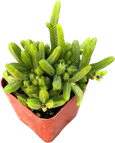 Vista 17 de Plantas de cactus suculentas vivas (2 pulgadas Opuntia Microdasy Golden Swirl Monstrose)