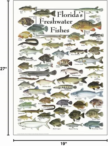 Vista 3 de Earth Sky + Water - Peces de agua dulce de la Florida - Póster Blanco