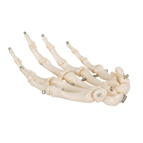 Vista 2 de 3B Scientific Esqueleto de mano A40 montado en alambre - 3B Smart Anatomy