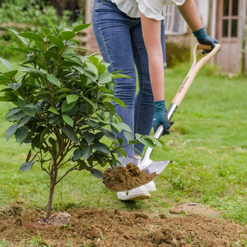 Vista 7 de Berry&Bird - Pala de punta redonda de jardinería con mango de madera en forma de D, pala de acero inoxidable de 40.98" para playa y nieve Pala