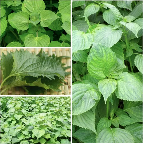 Vista 2 de Seed Needs Green Shiso Seeds to Plant Heirloom Perilla No GMO 5 paquetes