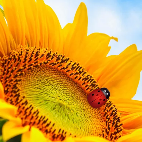 Vista 4 de Hoedia 200 adornos de mariquitas de madera para manualidades, Bumble autoadhesivo para decoración del hogar, pequeños adornos de mariquita