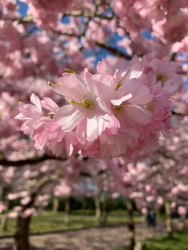 Vista 4 de Cerezo Japonés Semillas Premium Prunus serrulata 'Spring' Pink Bloom Plants'® (Premium Seeds, 20)
