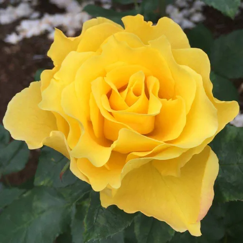Vista 8 de Heirloom Roses Rose Bush - Planta amarilla viva Midas Touch™ para plantar en exteriores