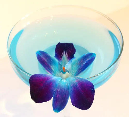Vista 3 de Miami Fresh Orchid Flores perecederas de floración suelta OrchidClub USA Sunne Tropical DIY lei, decoración de alimentos y bebidas (100 azul)