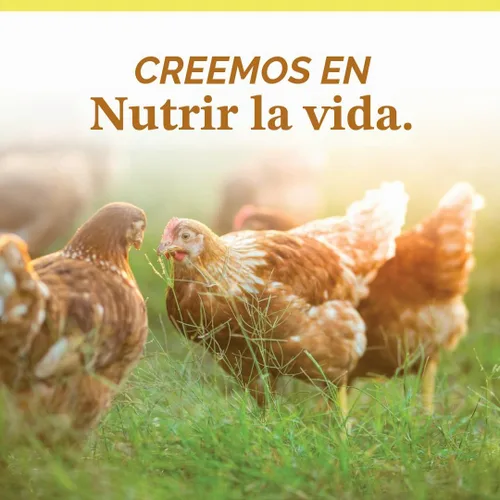 Vista 8 de Manna Pro Ultimate Chicken Scratch Feed, Alimento de Grano Nutritivo Rico en Nutrientes para Pollos y Aves de Corral, Mezcla Natural Multigrano