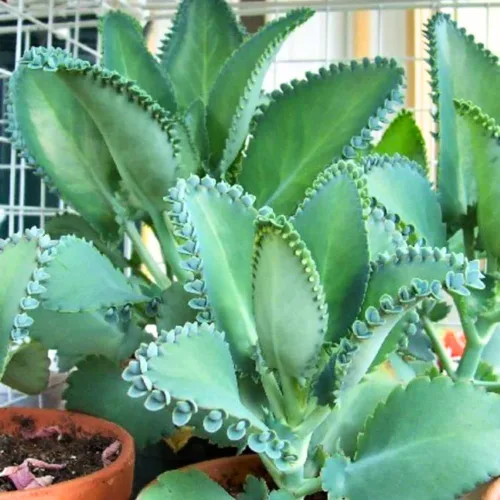 Vista 5 de Mother of Thousands, Kalanchoe - Planta viva suculenta en maceta de 2 pulgadas