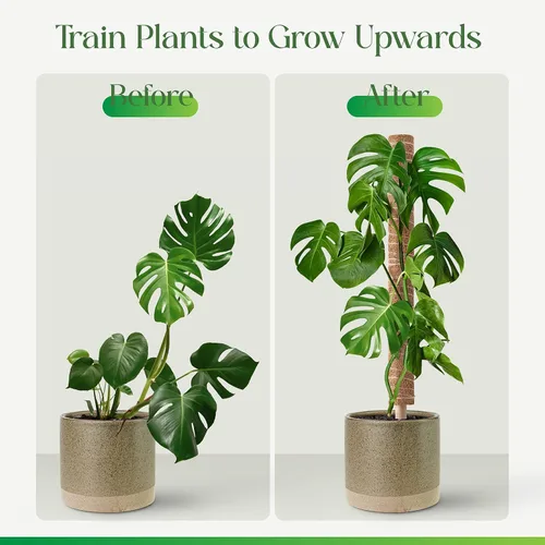 Vista 2 de Pisol Poste de musgo para plantas Monstera, soporte extensible, estacas para plantas en maceta de interior, enrejado de poste de fibra de coco