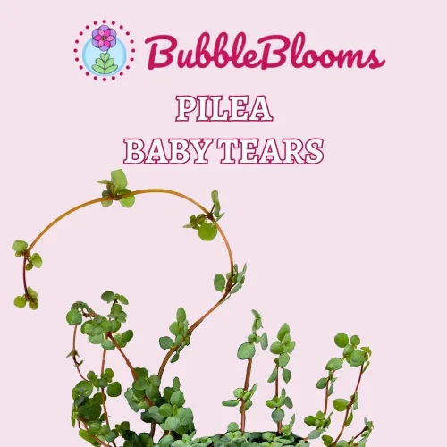 Vista 2 de BubbleBlooms Pilea depressa Lágrimas de bebé en maceta de 4 pulgadas
