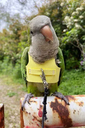 Vista 3 de Chaleco de arnés de vuelo de pájaro, traje de loro con correa para periquitos, cacatúas, conures, ropa voladora y asa para entrenamiento