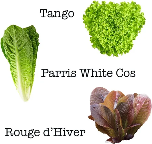 Vista 4 de Mezcla de ensalada: 10 variedades de lechuga, espinaca, col rizada, rúcula con más de 6000 semillas sin OMG