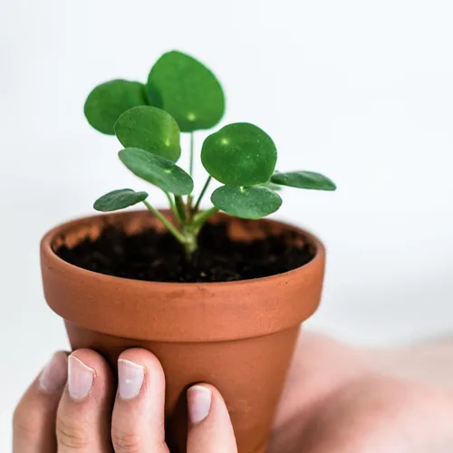 Vista 3 de 2 plantas vivas de dinero - Pilea Peperomioides de 3-6" de alto Sin maceta, plantas de interior para decoración del hogar y la oficina, fácil