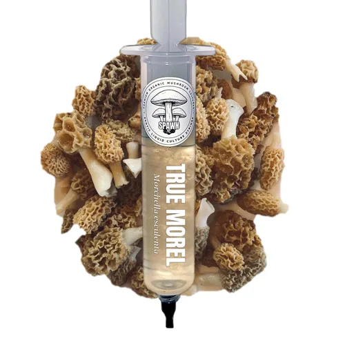 Vista 10 de Melena de León (Hericium Erinaceus) Cultivo Líquido 20mL Sustrato Micología