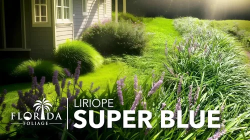 Vista 9 de Super Blue Liriope Muscari - 3 plantas vivas - Césped de hoja perenne