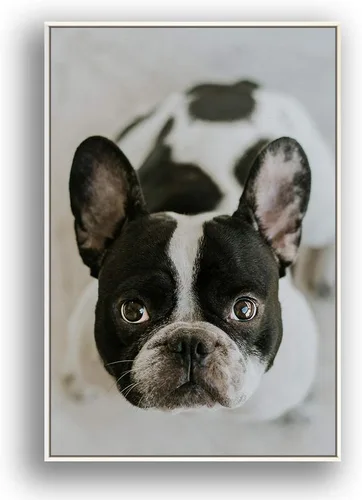 Vista 10 de Signford - Lienzo personalizado personalizado con fotos de tu mascota impresas digitalmente, 16.0 x 16.0 in, marco negro
