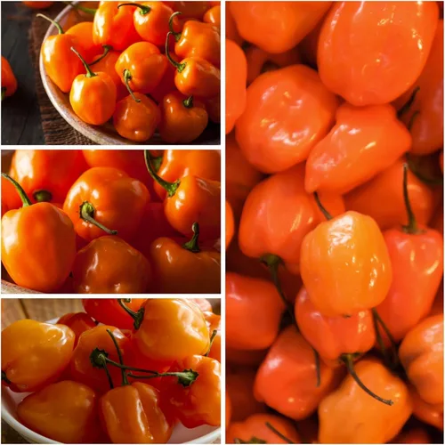 Vista 2 de 150 semillas de pimienta habanero naranja, sin OMG, chile súper picante para plantar, ideal para salsa picante, salsas y jardines domésticos - Alta