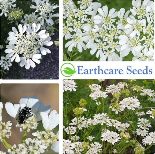 Vista 4 de Orlaya White Lace Flower 45 Seeds (Orlaya grandiflora) Heirloom - Non GMO - Open Pollinated