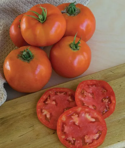 Vista 9 de Burpee 'Big Rainbow' Heirloom, Tomate Grande Beefsteak para Rebanar, 100 Semillas Sin OGM