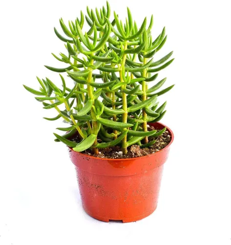 Vista 5 de Planta suculenta crassula viva - Suculenta crassula de 4 pulgadas totalmente arraigada (Crassula Gollum)