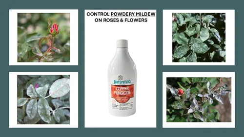 Vista 3 de Nature's IQ Fungicida de cobre. Controla el moho polvoriento, la mancha negra y el óxido. Para uso en rosas, flores, ornamentales, frutas, verduras