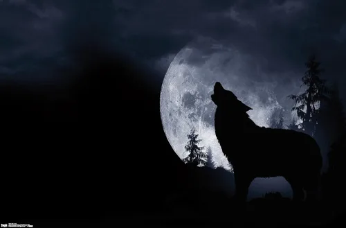 Vista 9 de Trends International Póster de pared de lobo - aullido, 14.725 x 22.375 pulgadas, versión enmarcada de madera de granero