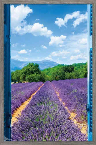 Vista 10 de Trends International Póster de pared de campo de lavanda, 14.725 x 22.375 pulgadas, versión enmarcada de madera de granero Versión enmarcada Barnwood