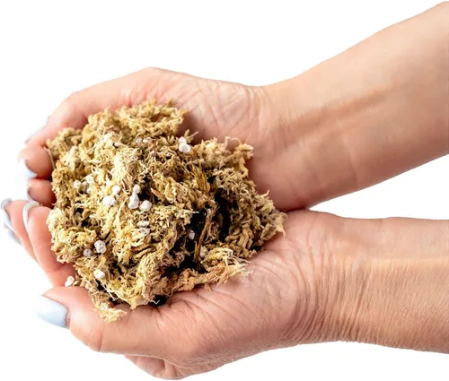 Vista 4 de Sphagnum - Mezcla para macetas de musgo para plantas carnívoras, mezcla de musgo y perlita para macetas, trampas para moscas Venus, sarracenia