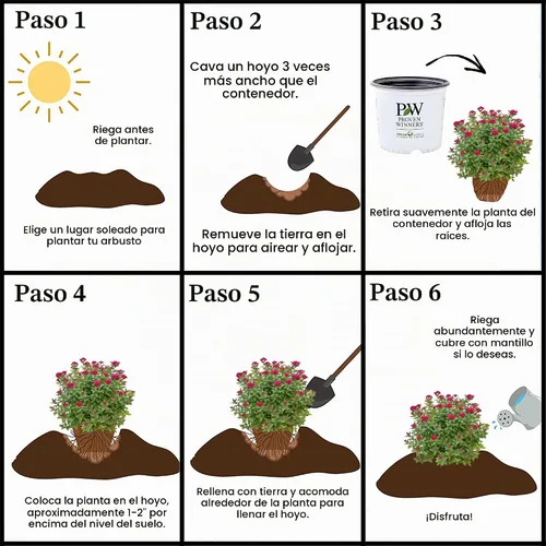 Vista 9 de s 2 Gal. Doble Juego Doozie Spirea Arbusto