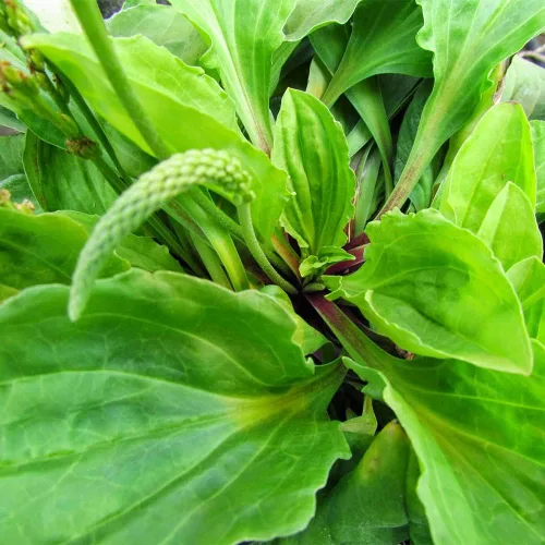 Vista 2 de 500 semillas de plátano de hoja ancha Plantago Major Semillas de plantas médicas orgánicas sin OMG para jardín privado de rápido crecimiento bajo
