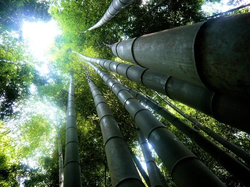 Vista 2 de Dendrocalamus giganteus – Planta de bambú aglutinante de madera gigante