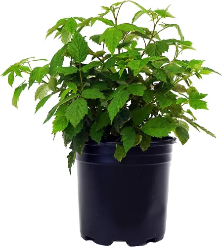 Vista 5 de Rubus 'Chester' (Thornless Blackberry) Arbusto comestible, mora, #2 - Contenedor de tamaño Blackberry - Chester