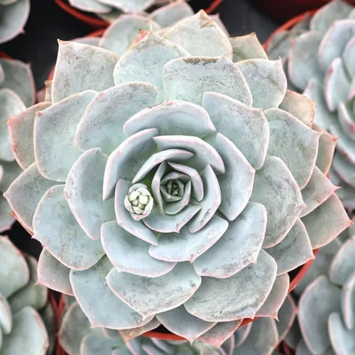 Vista 9 de Echeveria Suculents - Plantas vivas para cultivar, suculentas de Echeveria vivas, plantas de Echeveria vivas, suculentas de Echeveria vivas, maceta