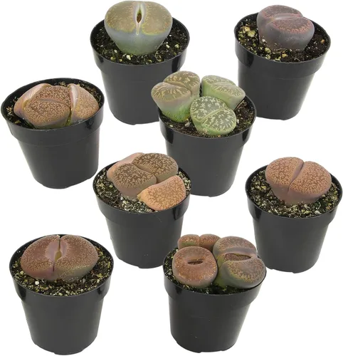 Vista 13 de Altman Plants Plantas suculentas gigantes (4 unidades) XL Lithops Plantas vivas y suculentas reales, plantas seguras para mascotas y plantas