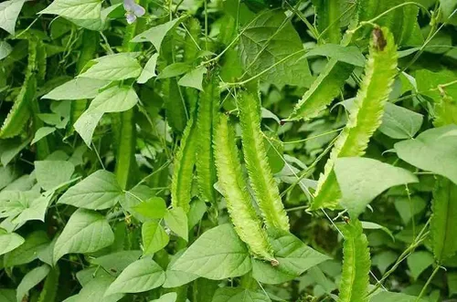 Vista 2 de Semillas de frijol aladas Psophocarpus verde natural Tetragonolobus 100PCS Semillas