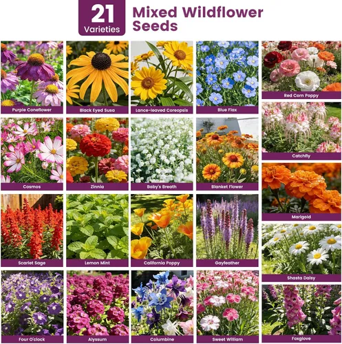 Vista 6 de Semillas de flores silvestres a granel 10000+, mezcla de colibrí mariposa de 1.06 onzas, 21 variedades de mezcla anual perenne, semillas de flores