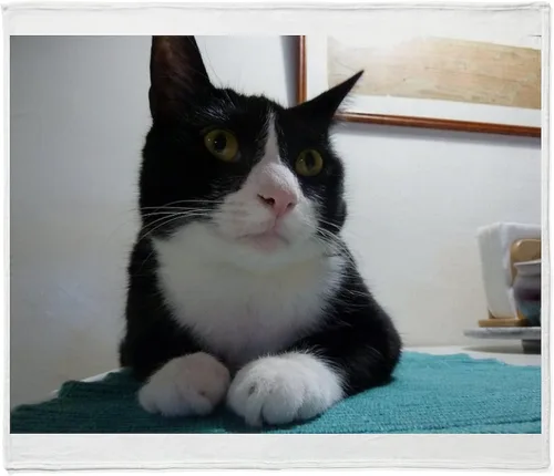 Vista 5 de CafePress Cat 571 - Manta de forro polar súper suave, 60 x 50 pulgadas