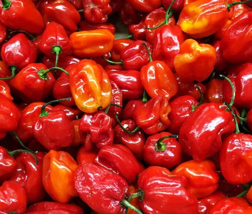 Vista 5 de Más de 35 semillas de pimiento picante para plantar habanero fantasma, mezcla de semillas de pimiento fantasma, rojo, naranja, amarillo, semillas