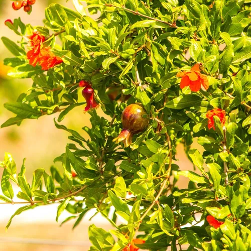 Vista 7 de Granada Salavatski Viva en Venta (Paquete de 4) Plantas Fáciles de Cultivar Planta de Fruta Comestible para Vida Sostenible Cultiva Tu Propia