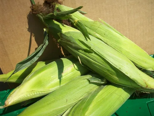 Vista 3 de 200 SWEET Corn SEED (mantequilla y azúcar dulce, maíz bicolor)