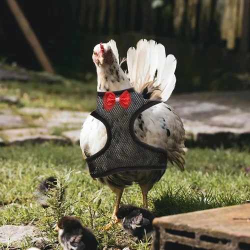 Vista 2 de balacoo Arnés de pollo – Cuerda de tracción de pollo, elástico, transpirable, ajustable, arnés para mascotas, lavable, juego de mascotas de Navidad